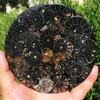 

1pcs Rare natural black snail shell fossil Jurassic fossil disc half open ammonite fossil Madagascar ammonites + shell scaffold