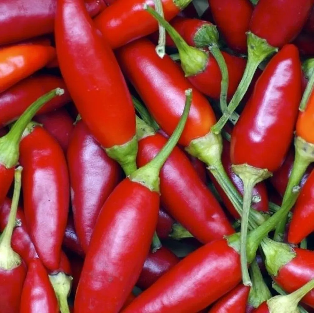 Hot pepper fingers SEEDS 5 PCS | Дом и сад