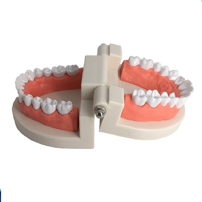 Toddler Montessori Toys Practical Life Simulated Tooth Model Toy Brushing Tooth Aids Preschool Toys for Children (1)