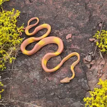 Для раннего обучения детей забавные обучающие игрушки для детей новая резиновая игрушка "Змея" Вечерние наполнители Хэллоуин Prop шутка мягкая W830