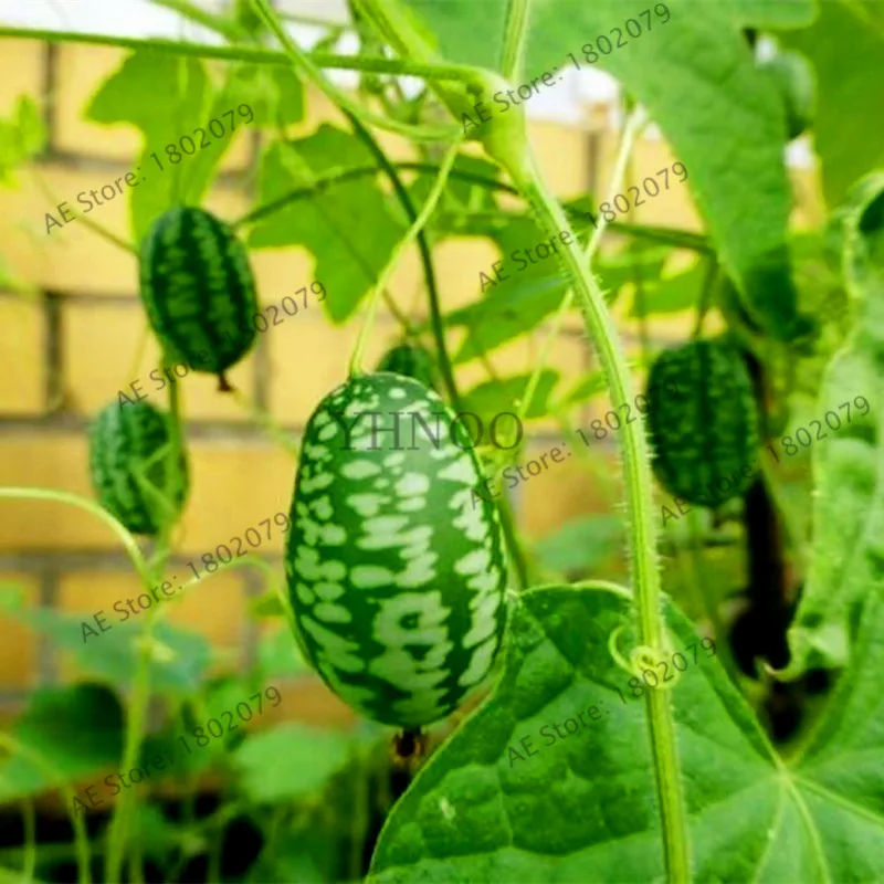 10 шт./пакет с накатанной головкой арбузно-Флорес, Cucamelon бонсай фруктовых растения, без ГМО растения легко растить светодиодные фонари для дома и сада