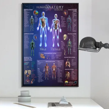 

Amazing Body Map Human Anatomy Muscular System Chart Art Poster Print Canvas Wall Pictures for Medical Education Home Decor