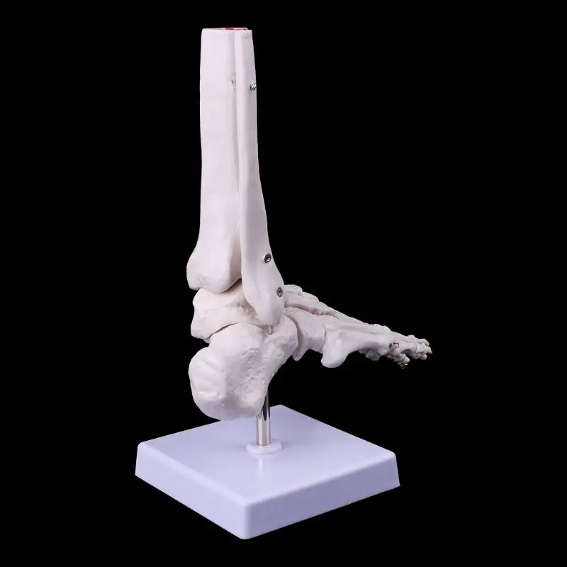 

Life size Foot Ankle Joint Anatomical Skeleton Model Medical Display Study Tool LX9A