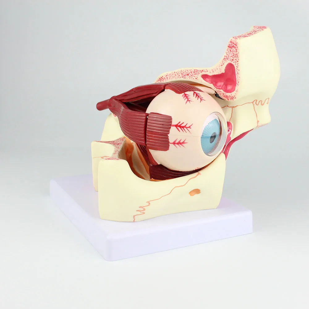 Eye Model Anatomical Eye Model Eyeball And Eyelid Model Removable Eye And Optic Nerve For Eye Special Teaching