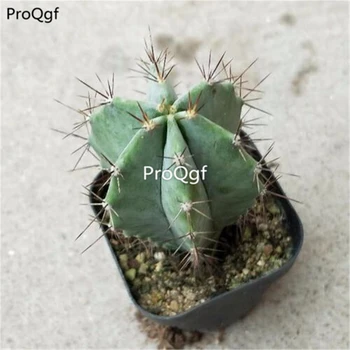 

Ngryise 1 Set Stenocereus pruinosus