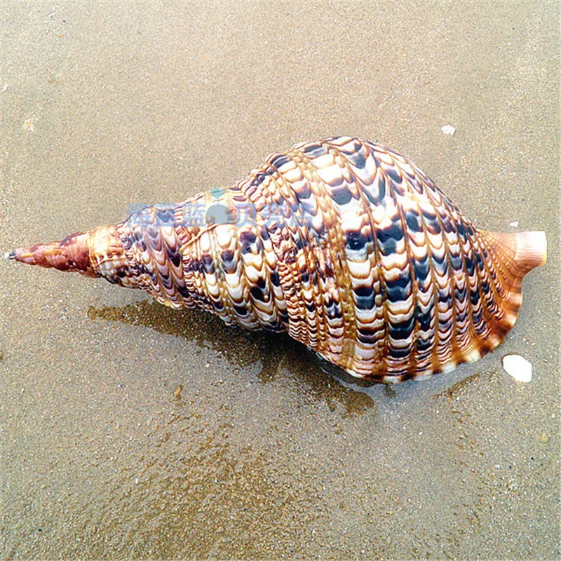 Famous Snails Phoenix Tail Snail 2538 Cm Home Fortune Gift Collection