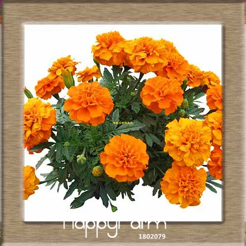 Hot Sale!11 Kinds Maidenhair Herb Garden Pot Marigold Flower bonsai Potted Chrysanthemum plant 50 Pcs/Pack,#VTBX5M - Цвет: 7