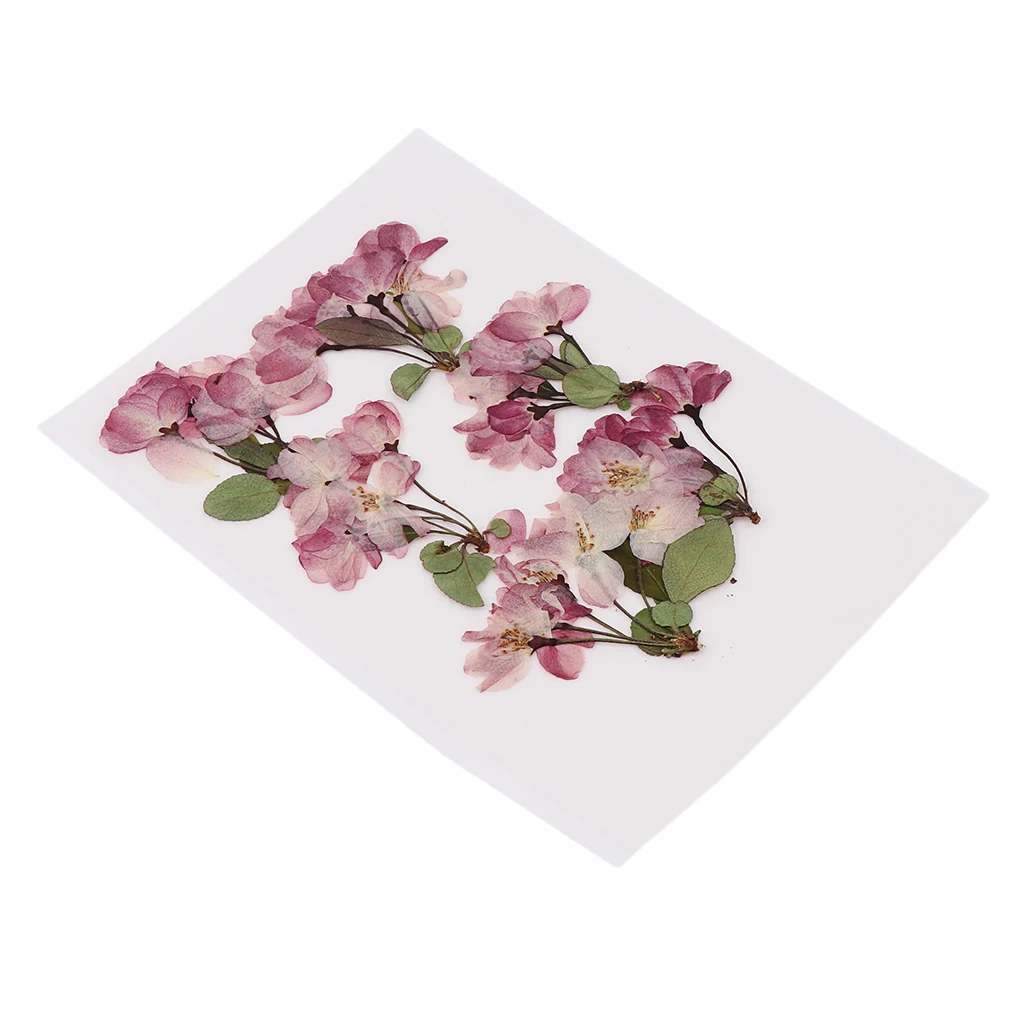 

6 Pieces Natural Pressed Dried Flower Leaves Embellishments DIY Cards Making Scrapbooking Art Crafts Jewelry