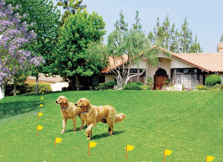 dogs-in-yard1