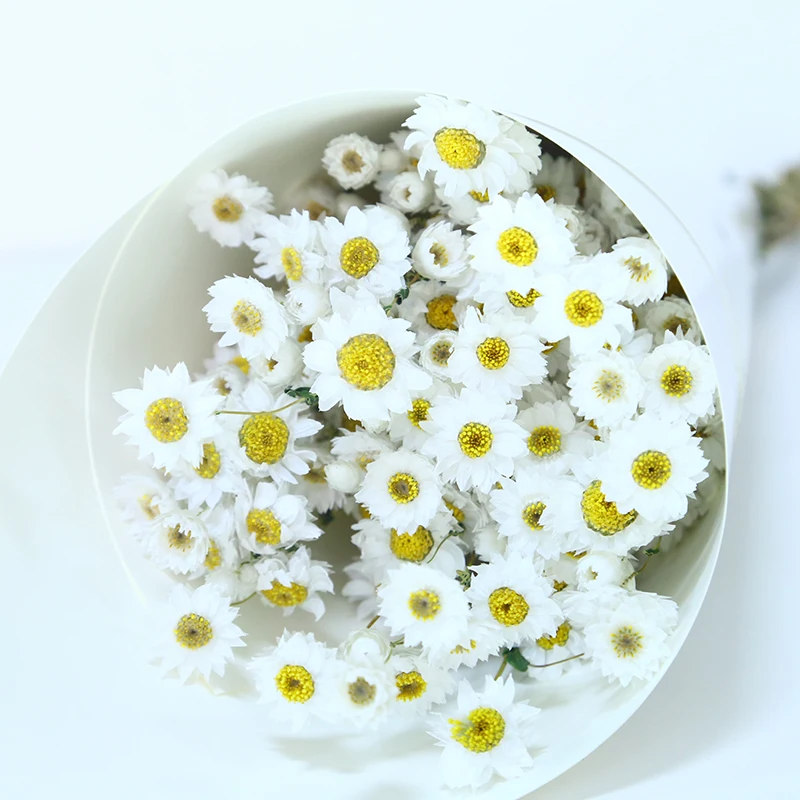 Natural White Preserved and Dried Rodanthe Daisies / Dried Daisies Flowers  / Dried Flowers / Preserved Flowers / Pink Daises / White Daisies 