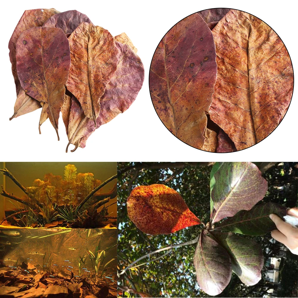 20PCS/58g Almond Leaf Natural Terminalia Catappa Leaves Aquarium Decoration Fish Tank Cleaning Tools Water Treatment | Дом и сад