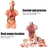Anatomical Human Torso Body Model Anatomy Internal Organ Medical Teaching Mold Parent-child Interactive Children Educational Toy 6