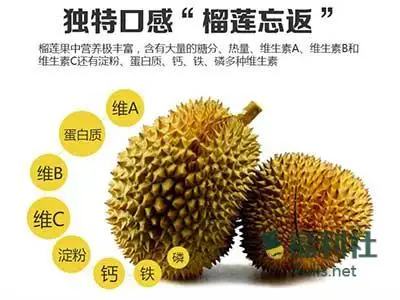 榴莲怎么吃,榴莲一次吃多少合适? 榴莲怎么吃,榴莲一次吃多少合适?