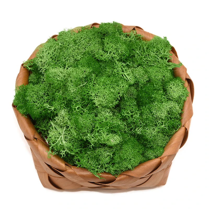 100g/bag Nature dry real green moss Plants decorative Flower pot