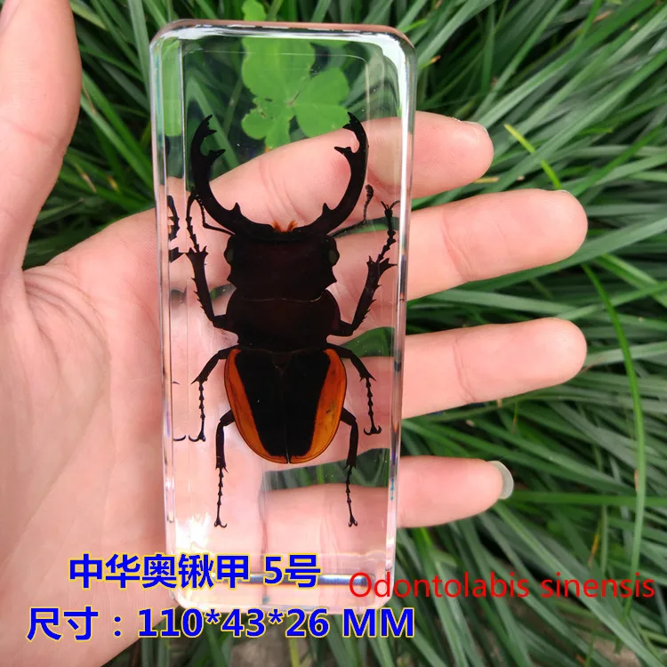 Resin Insect Specimen Handicraft Centipede Spider Beetle Scorpion Biological Sample  Boy Gift miniature brass figurines