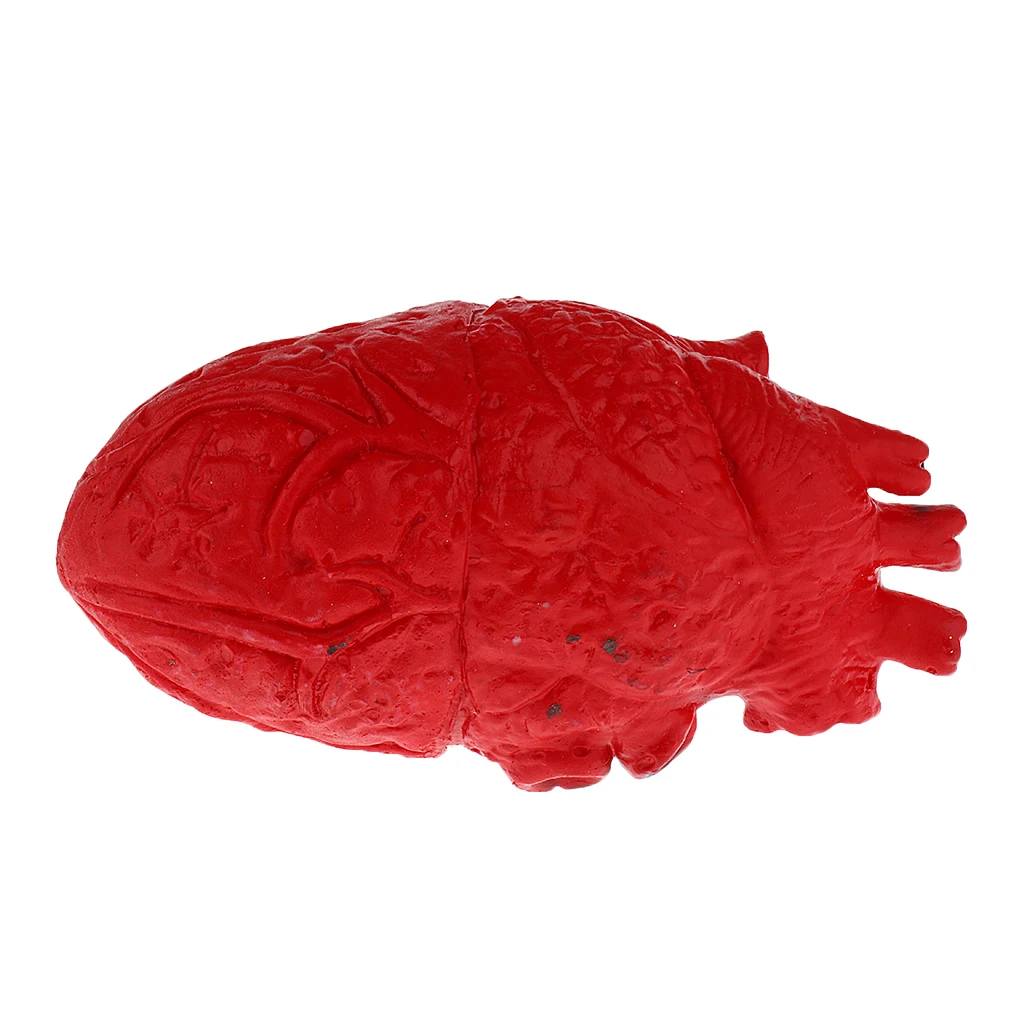 HUMAN HEART--Chop Shop Body Part Organ Halloween Horror Prop Decorations