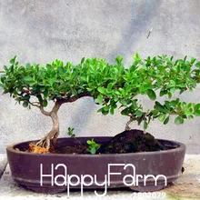 Промотирование потери! 30 шт./лот китайский бонсай вяза растения, древесный многолетник садовые плантации ульмус пумила дерево флореслинг,# 7C6QDD