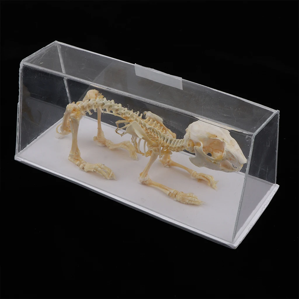 Rabbit Skeleton Specimen Animal Bone Model for Pupil  Biological Knowledge Learning Aid 3