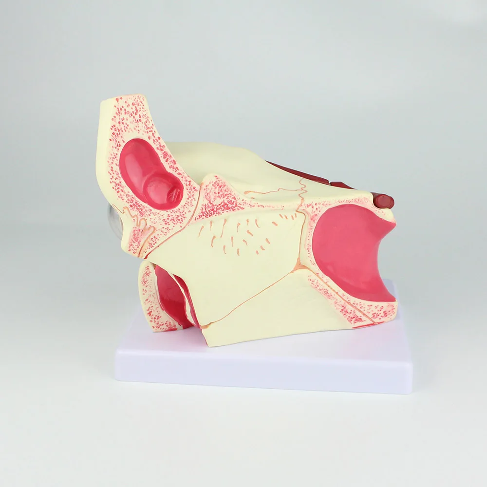 Eye Model Anatomical Eye Model Eyeball And Eyelid Model Removable Eye And Optic Nerve For Eye Special Teaching