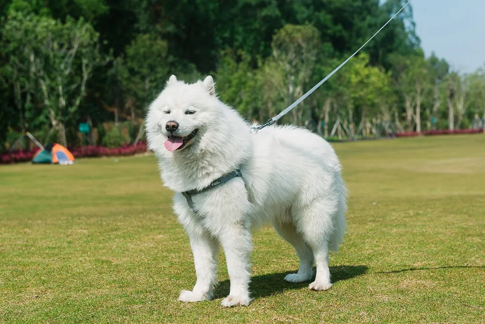 TUFF HOUND Светоотражающий Поводок для собак, высокопрочный поводок для домашних животных, модная прочная собачья цепь, нейлоновый поводок для собак, поводок для маленьких и больших собак