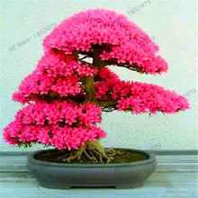 Горячая Распродажа! 10 шт. Сакура Флорес Японская Вишня цветет бонсай цветок дерево для домашнего сада посадки,# CJRLMV