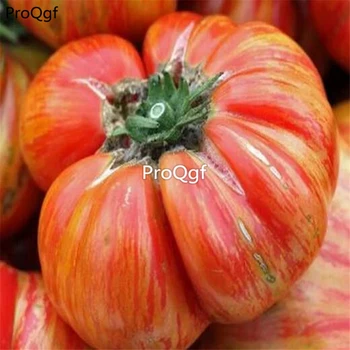 

Ngryise 6000Pcs A Set Hillbilly Tomato