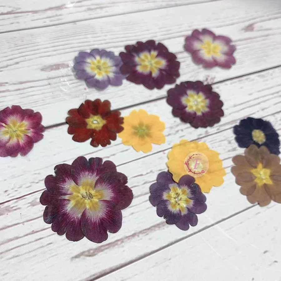 60 шт. прессованный высушенный Primula Sieboldii E. Цветок Morren искусственная драгоценность
