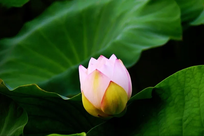 TB2drixqVXXXXc8XpXXXXXXXXXX_!!0-rate