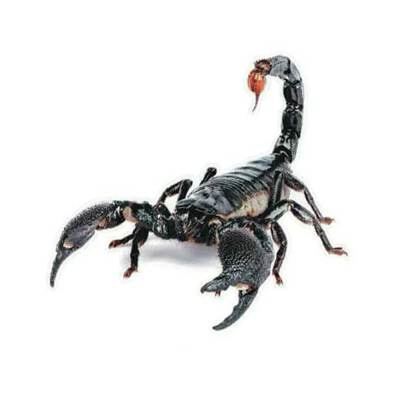 

DAWASARU New 3D PVC Car Sticker Lizard Scorpion Spider Car Body Window Sticker Car Exterior Animal Decal Accessories 16cm*18cm