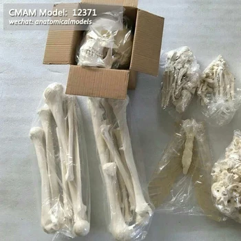 

CMAM/12371 Unassembled 170 skeleton