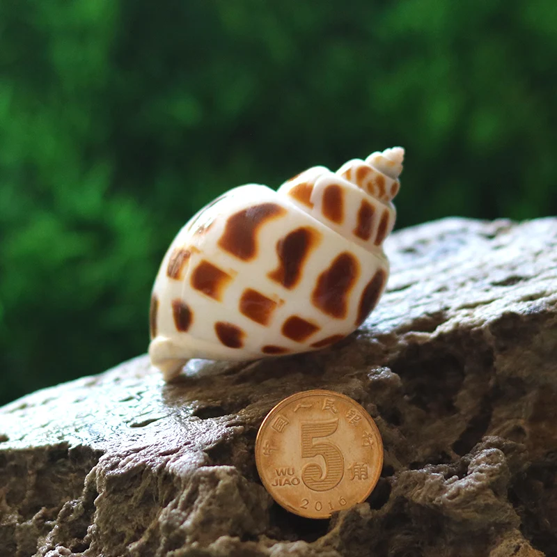 Fashion Landscape-making Aquarium Natural Conch Shell Snail Mediterranean Micro-landscape Decoration Crafts Specimens Ornaments