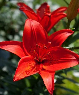 100 шт Высокое качество цветок лилии Oo(не лампочки лилии - Цвет: Армейский зеленый