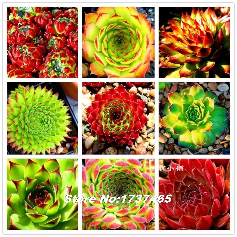 Импортные настоящие 20 шт Sempervivum Mischung Mix succulent-home garden