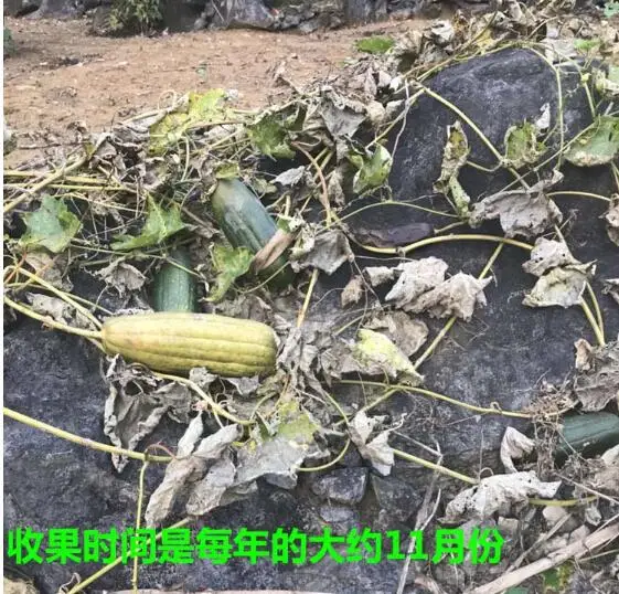 QQ截图20191126095048