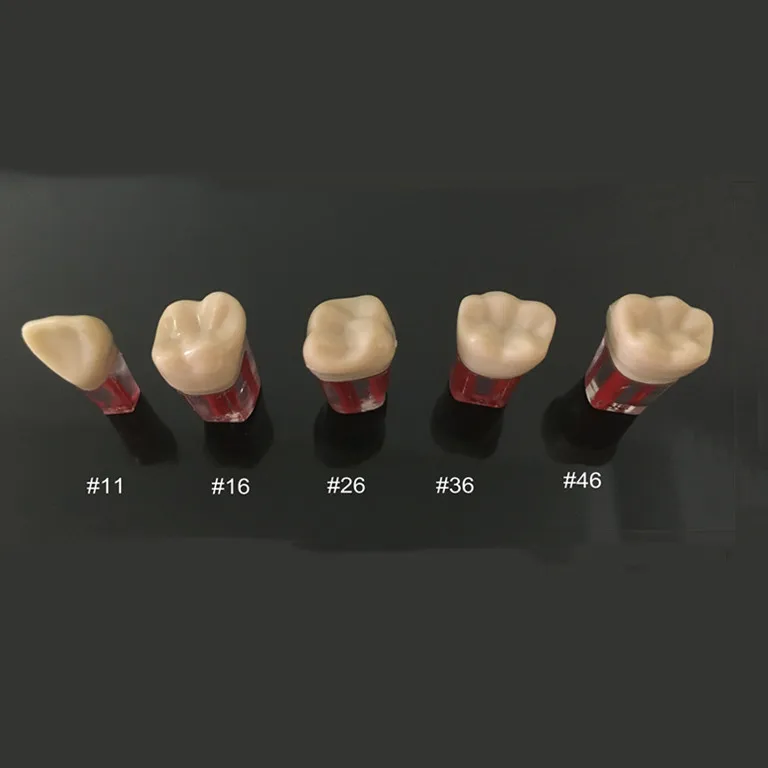 

5pcs Dental Root Canal Teeth Study Practice Model for Endodontic Pulp File #11/16/26/36