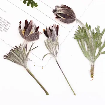 

60pcs Pressed Dried Natural Flower Plant Herbarium For Make up Jewelry Photo Frame Phone Case Bookmark Making DIY