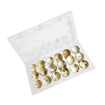 

50 Pcs Quail Egg Storage Box Egg Carrier Storage Container for Home Refrigerator Kitchen