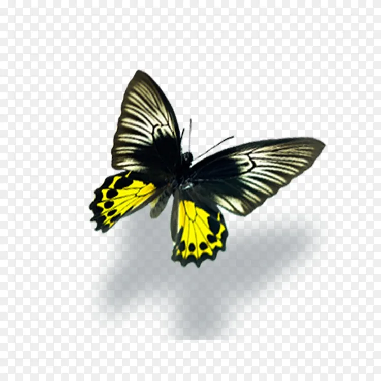 王蝶黄虫褐色蝴蝶png图片素材免费下载 图片编号 Png素材网