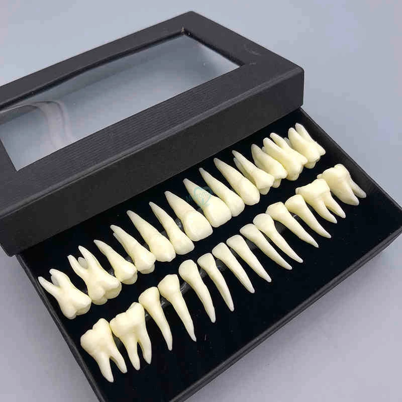 

1:1 Dental demonstration permanent teeth 28pcs teeth teaching study model Dental Implant Dentist Practice Product