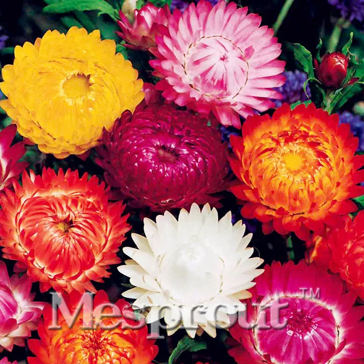 100 шт смешанные цвета Helichrysum бонсай крытый/открытый горшок бонсай скорость прорастания достигать 95% смешанных цветов, вечная Маргаритка