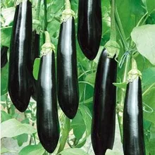 Горячая 100 шт черных длинных Баклажан бонсай, овощной сад