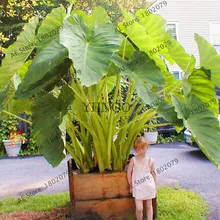 100 шт Таро бонсай, богатый питательными веществами овощной сад, вкусные домашние овощи, растение Флорес