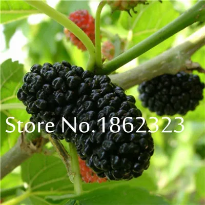 200 шт Heirloom Blackberry фрукты Сладкие черные ягоды гигантские Blackberry Тройная Корона Blackberry Черный тутовник бонсай фрукты - Цвет: 12