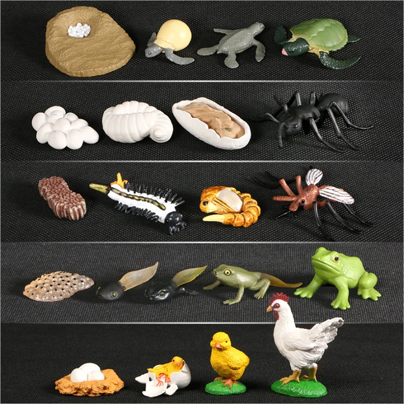 

Simulation animal insect model evolution stage decoration life growth cycle set science and education children toys