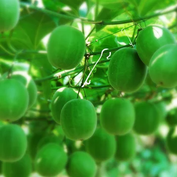 

850PCS Tomato Ear Hook Practical Prime Vegetable Vine Hook for Flower Plant Vegetable