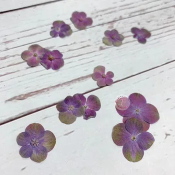 

120pc Pressed Dried Natural Purple Hydrangea Macrophylla Flower Plants Herbarium For Jewelry Bookmark Phone Case Bookmark Making