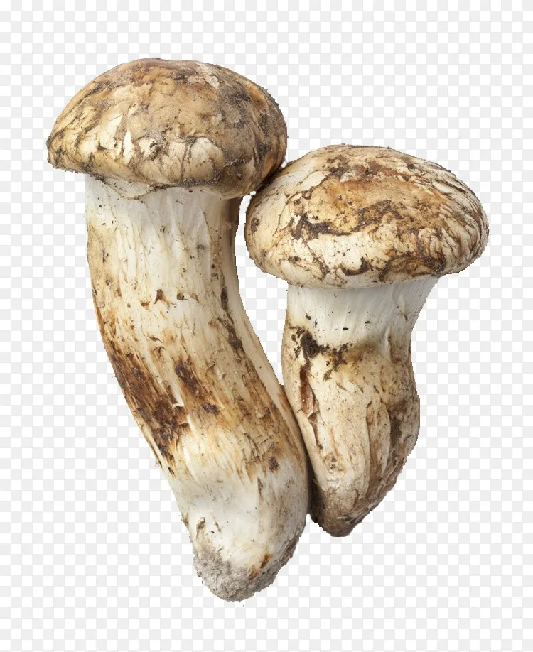 松茸香菇摄影保留区png图片素材免费下载 图片编号 Png素材网