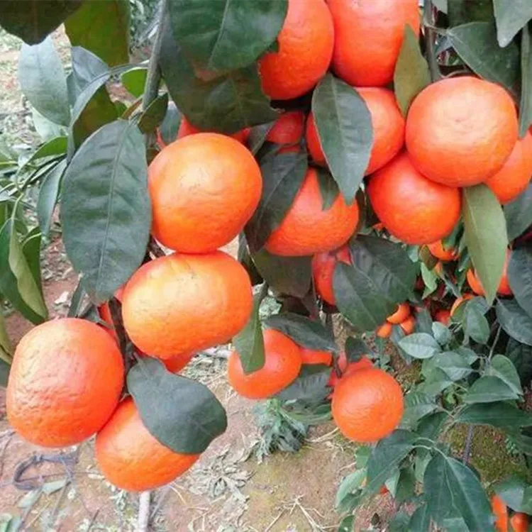 

Nursery Direct Selling Excellent Citrus Fertile Citrus Fruit Tree Seedlings Grafting Guomiao Bear Fruit in Current Year Orange N
