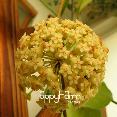 2 Промоакция! Hoya flores, цветы в горшках бонсай растения Hoya растения, Орхидея, Плант «сделай сам» для дома и сада 100 шт./упак.,# BEPA4Y - Цвет: 2