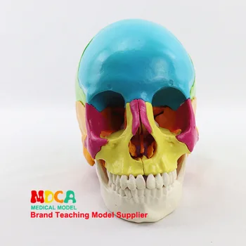 

1: 1. Model of human skull in color 22 models of medical anatomy teaching equipment